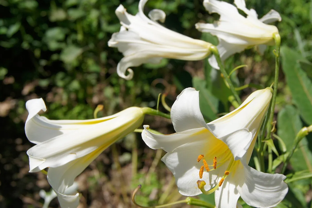 Regal Lily (Lilium regale) photographed in a real growing setting
