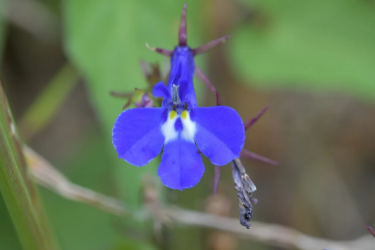 Edging Lobelia (Lobelia erinus) photographed in a real growing setting
