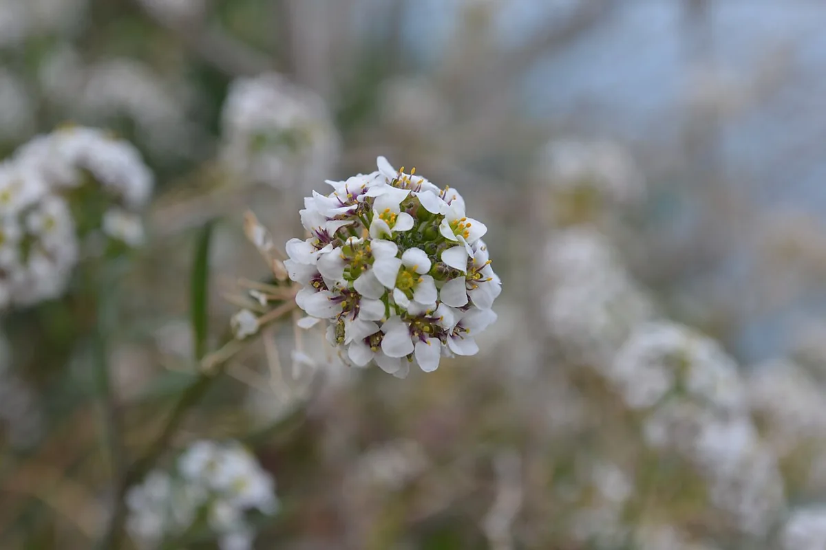 Sweet Alyssum (Lobularia maritima) photographed in a real growing setting
