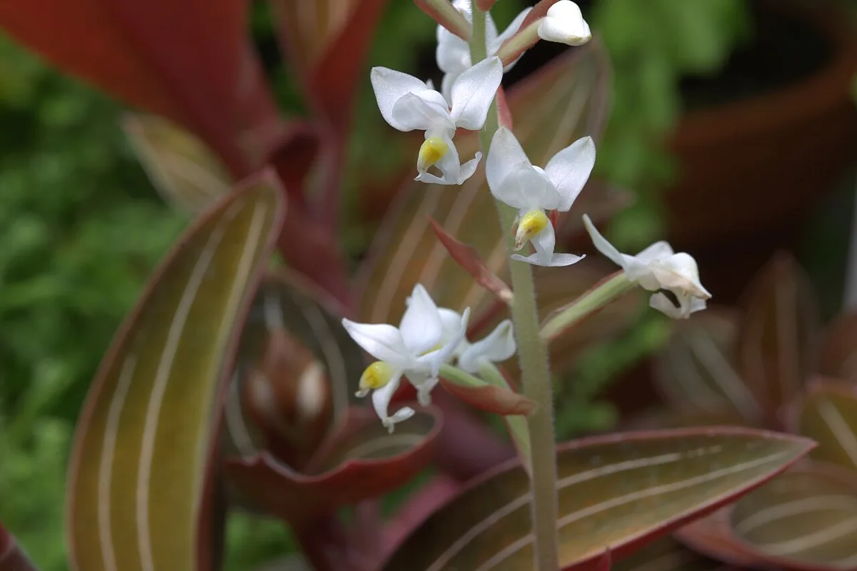 Jewel Orchid (Ludisia discolor) photographed in a real growing setting