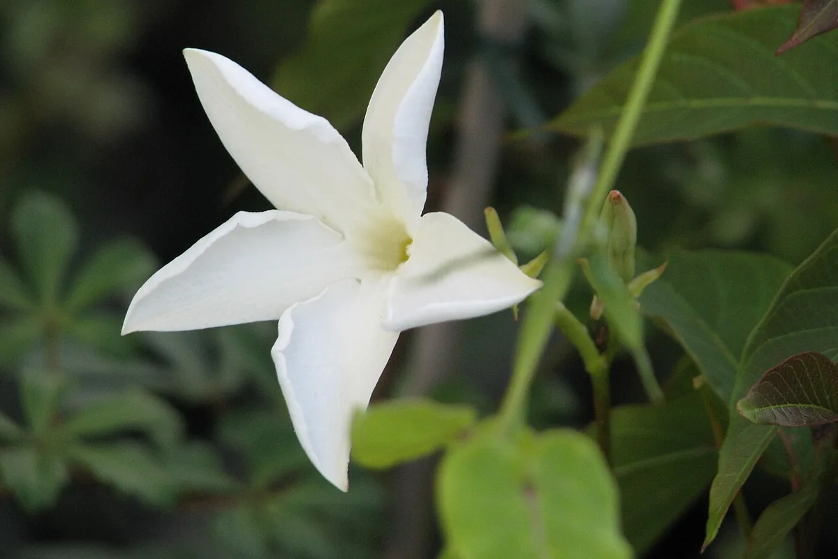 Chilean Jasmine (Mandevilla laxa) photographed in a real growing setting