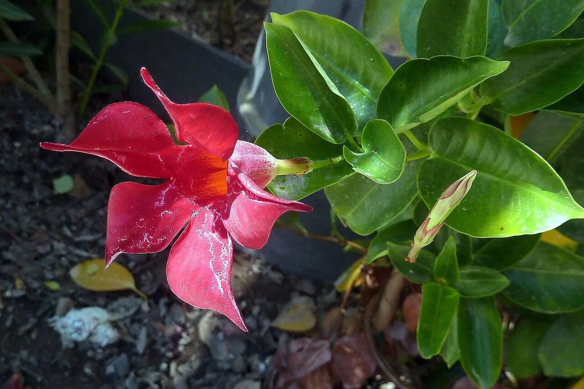 Brazilian Jasmine (Mandevilla sanderi) photographed in a real growing setting