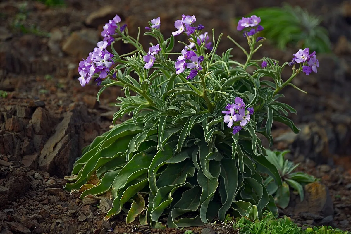Garden Stock (Matthiola incana) photographed in a real growing setting