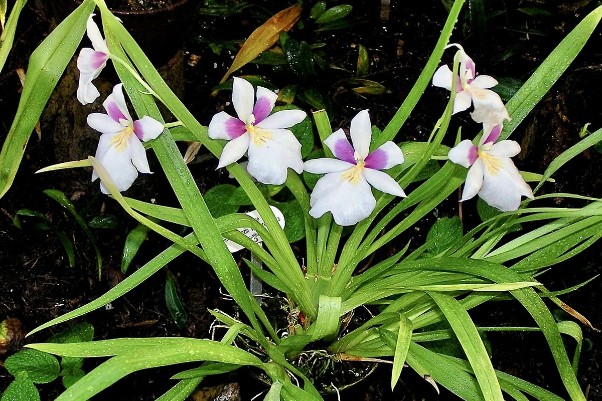 Roezl Pansy Orchid (Miltoniopsis roezlii) photographed in a real growing setting