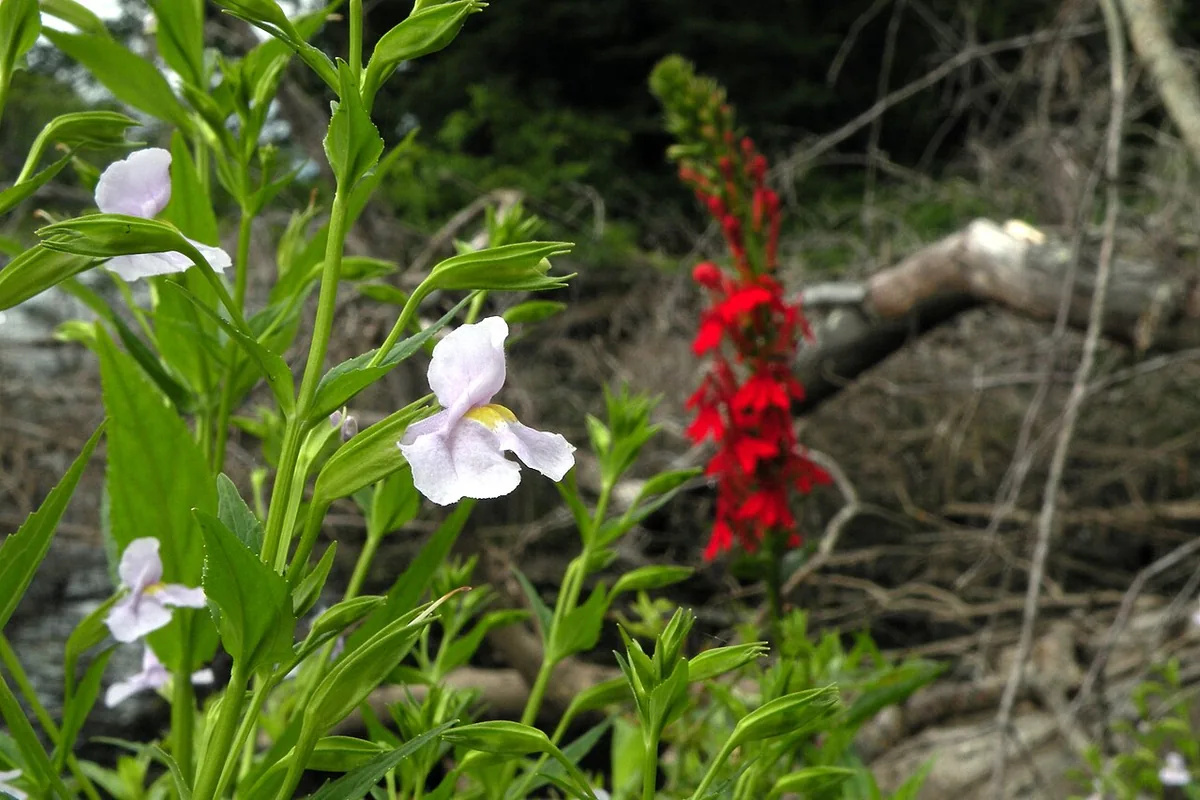 Allegheny Monkeyflower (Mimulus ringens) photographed in a real growing setting