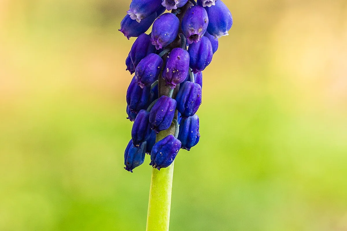 Common Grape Hyacinth (Muscari botryoides) photographed in a real growing setting