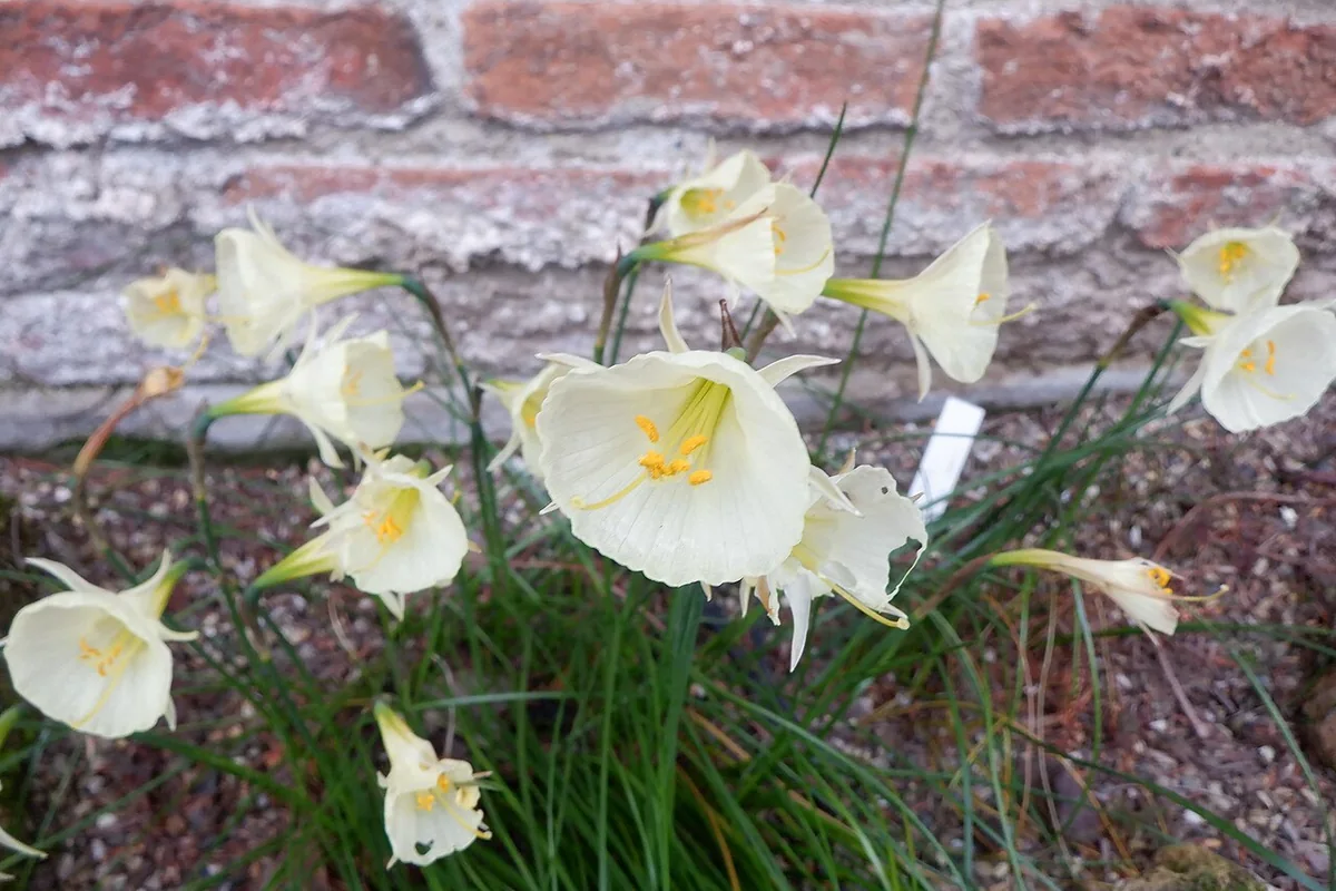 Hoop Petticoat Daffodil (Narcissus bulbocodium) photographed in a real growing setting