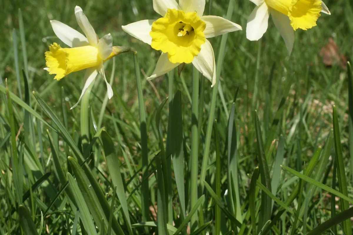 Wild Daffodil (Narcissus pseudonarcissus) photographed in a real growing setting