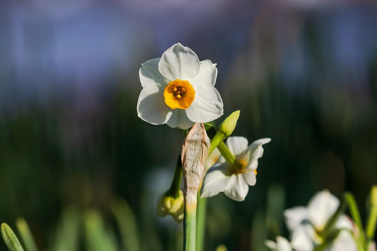 Bunch Flowered Narcissus (Narcissus tazetta) photographed in a real growing setting