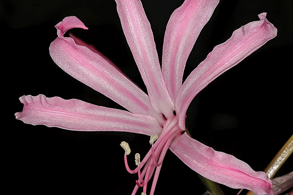 Bowden Lily (Nerine bowdenii) photographed in a real growing setting