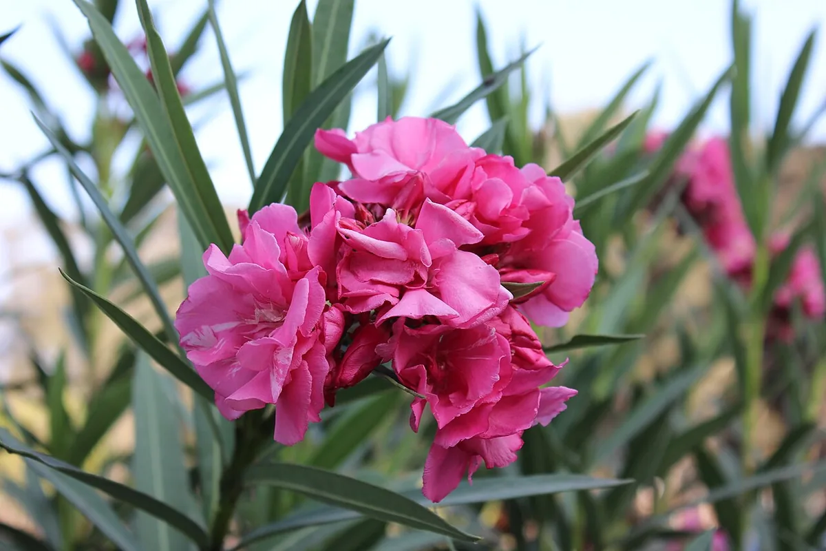 Oleander (Nerium oleander) photographed in a real growing setting