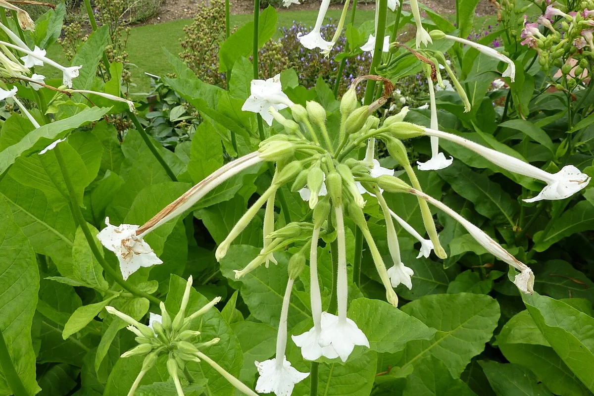 Woodland Tobacco (Nicotiana sylvestris) photographed in a real growing setting
