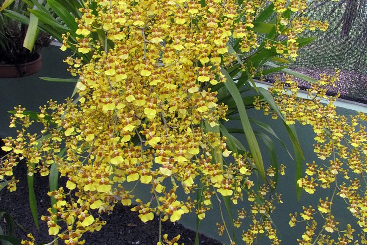 Dancing Lady Orchid (Oncidium sphacelatum) photographed in a real growing setting