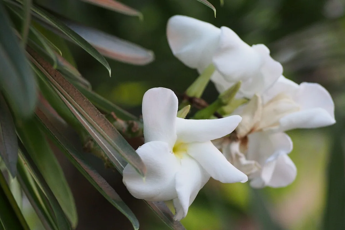 Madagascar Palm (Pachypodium lamerei) photographed in a real growing setting