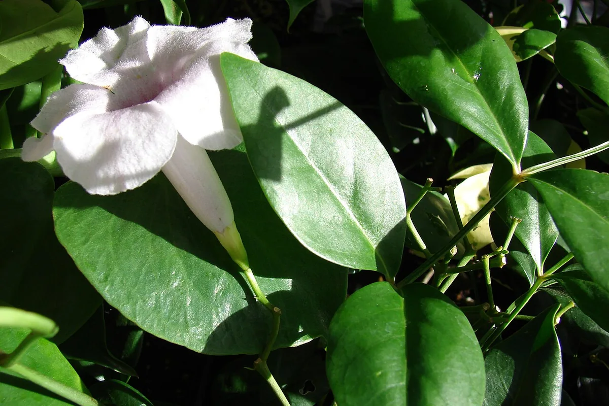 Bower Vine (Pandorea jasminoides) photographed in a real growing setting