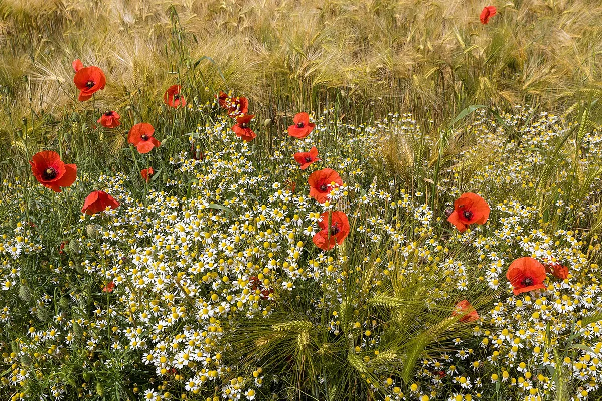 Corn Poppy (Papaver rhoeas) photographed in a real growing setting