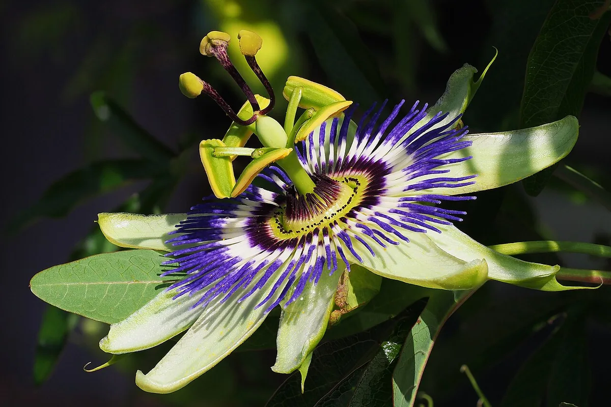 Blue Passionflower (Passiflora caerulea) photographed in a real growing setting