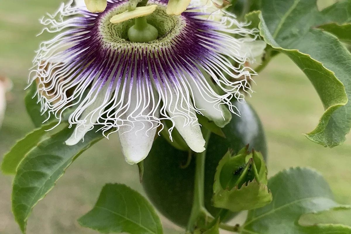 Purple Passionfruit (Passiflora edulis) photographed in a real growing setting