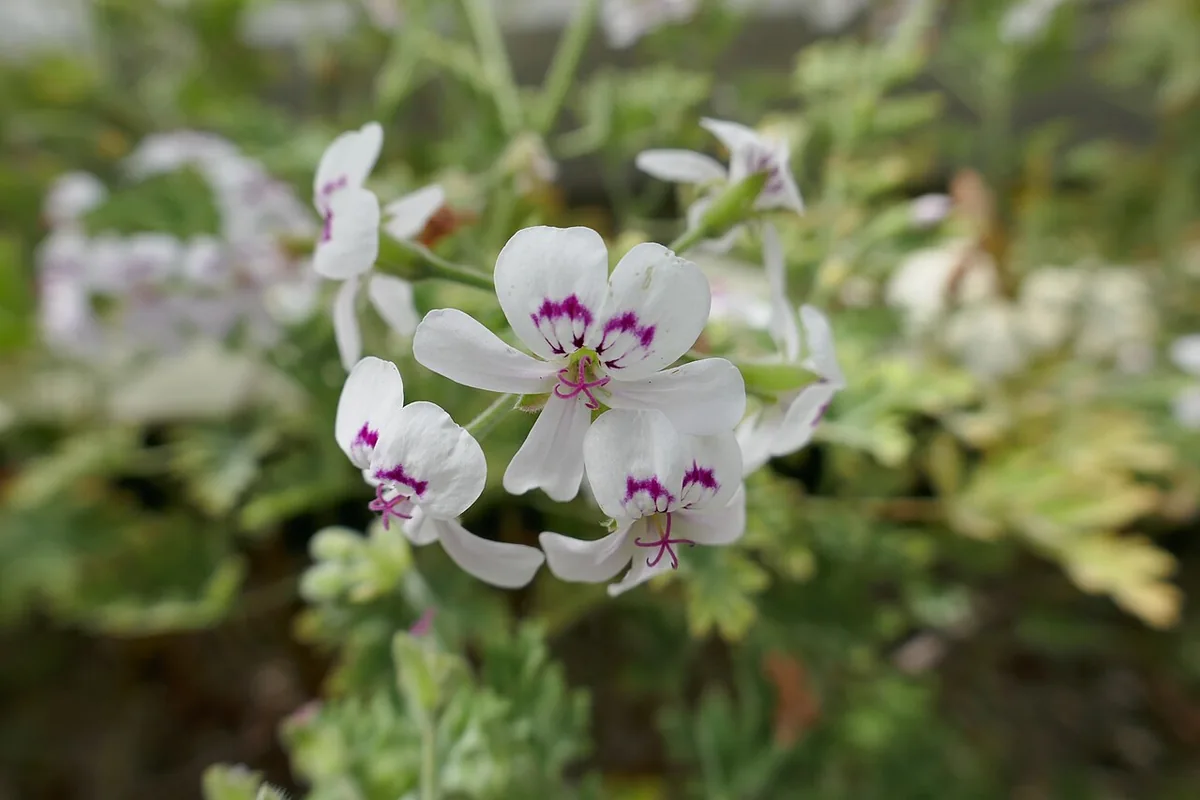 Rose Scented Geranium (Pelargonium graveolens) photographed in a real growing setting