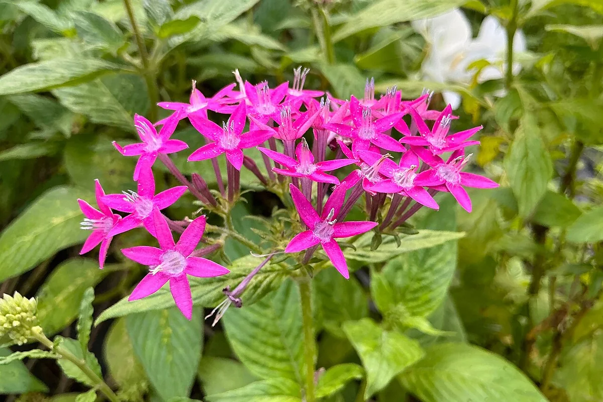 Egyptian Starcluster (Pentas lanceolata) photographed in a real growing setting