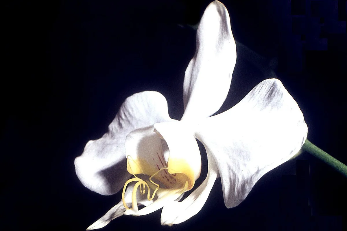 Moth Orchid (Phalaenopsis amabilis) photographed in a real growing setting