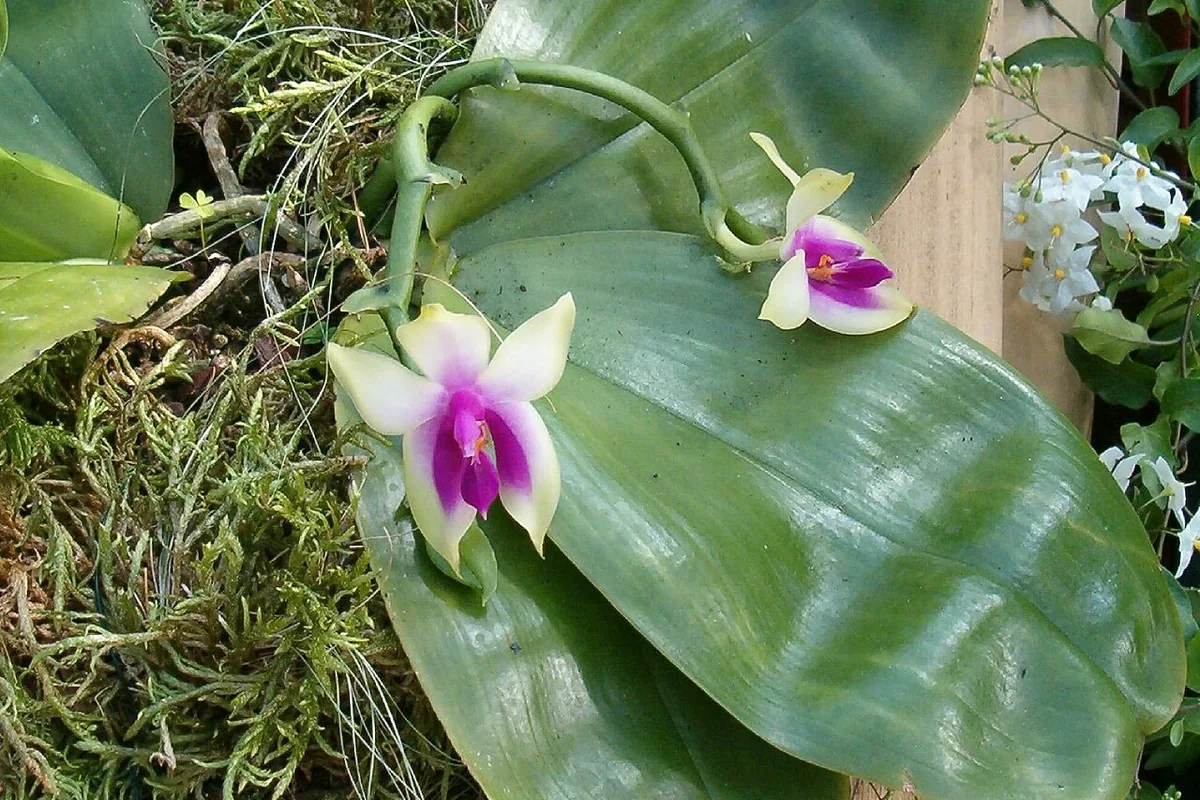 Bellina Moth Orchid (Phalaenopsis bellina) photographed in a real growing setting