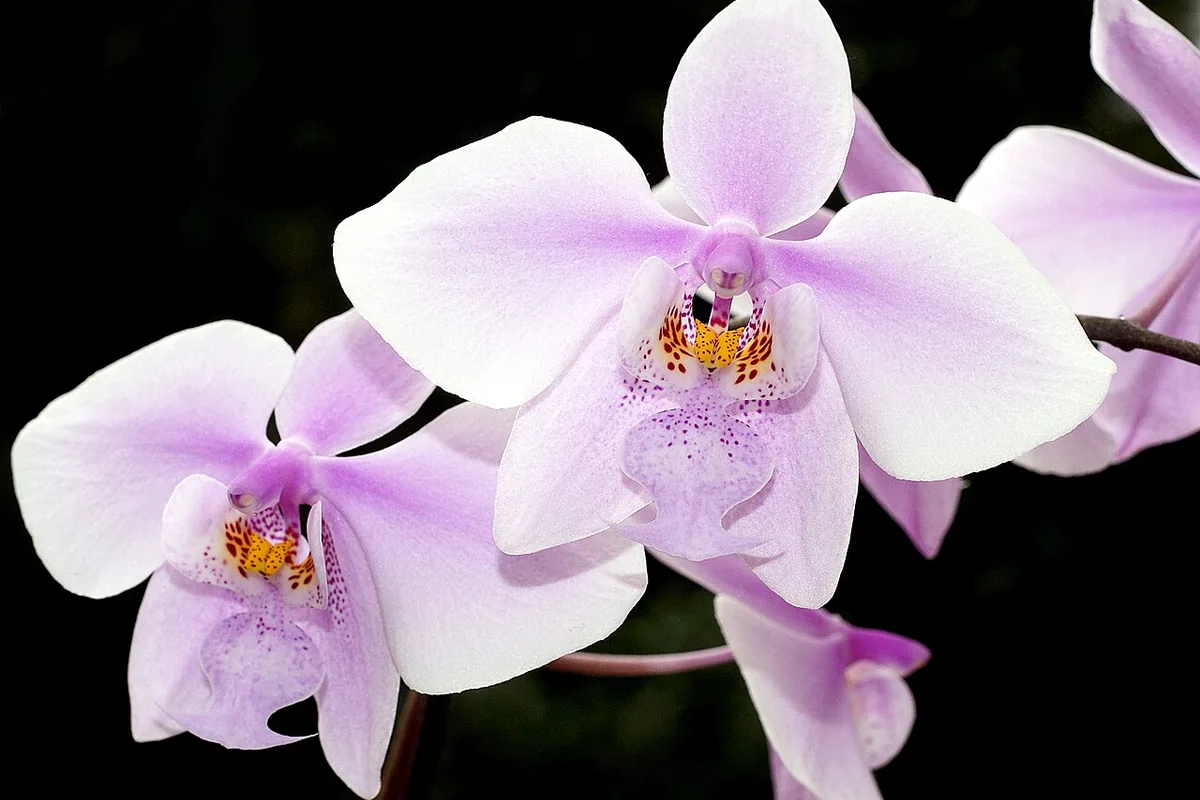 Schiller Moth Orchid (Phalaenopsis schilleriana) photographed in a real growing setting