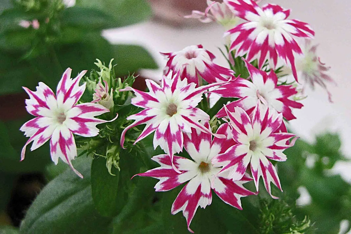 Annual Phlox (Phlox drummondii) photographed in a real growing setting