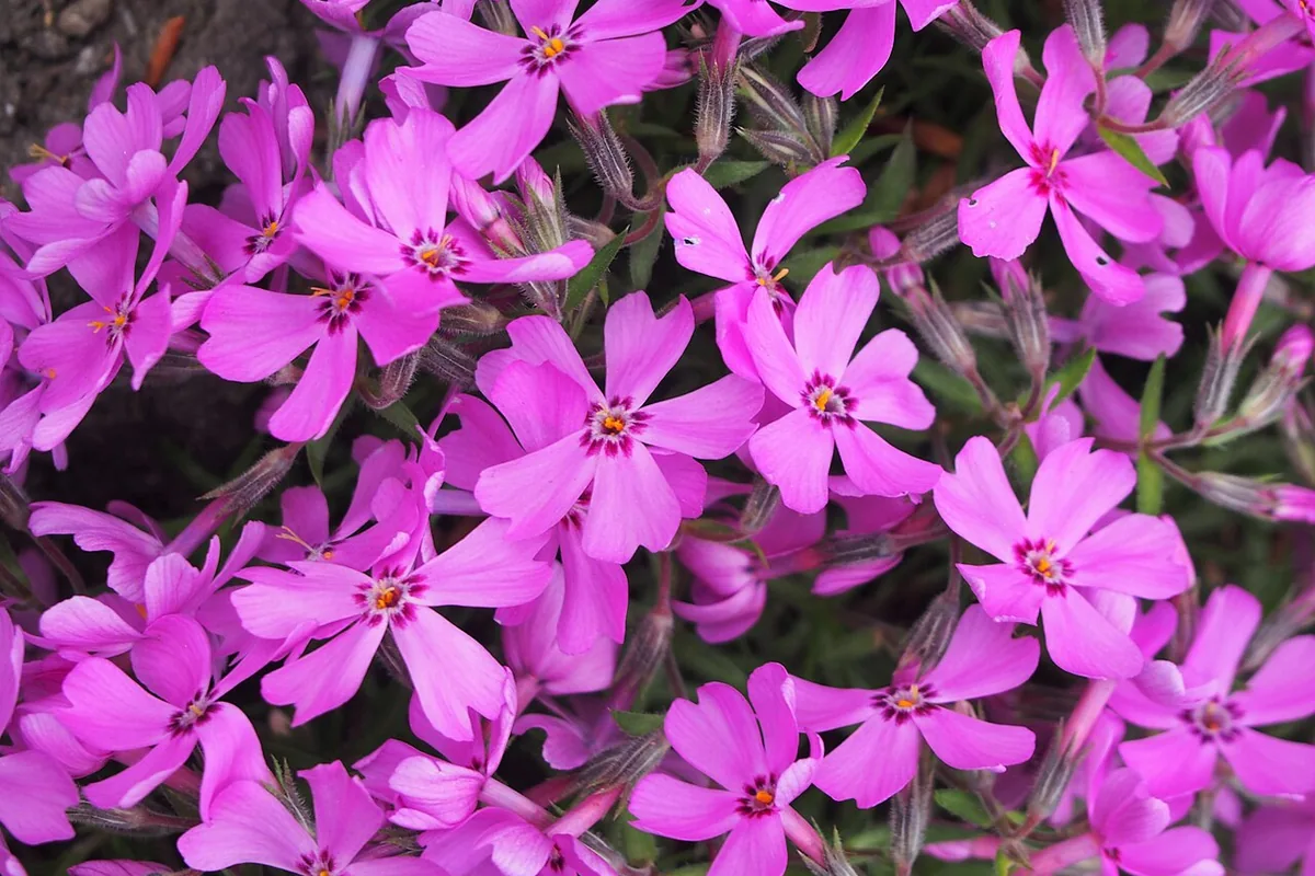 Creeping Phlox (Phlox subulata) photographed in a real growing setting