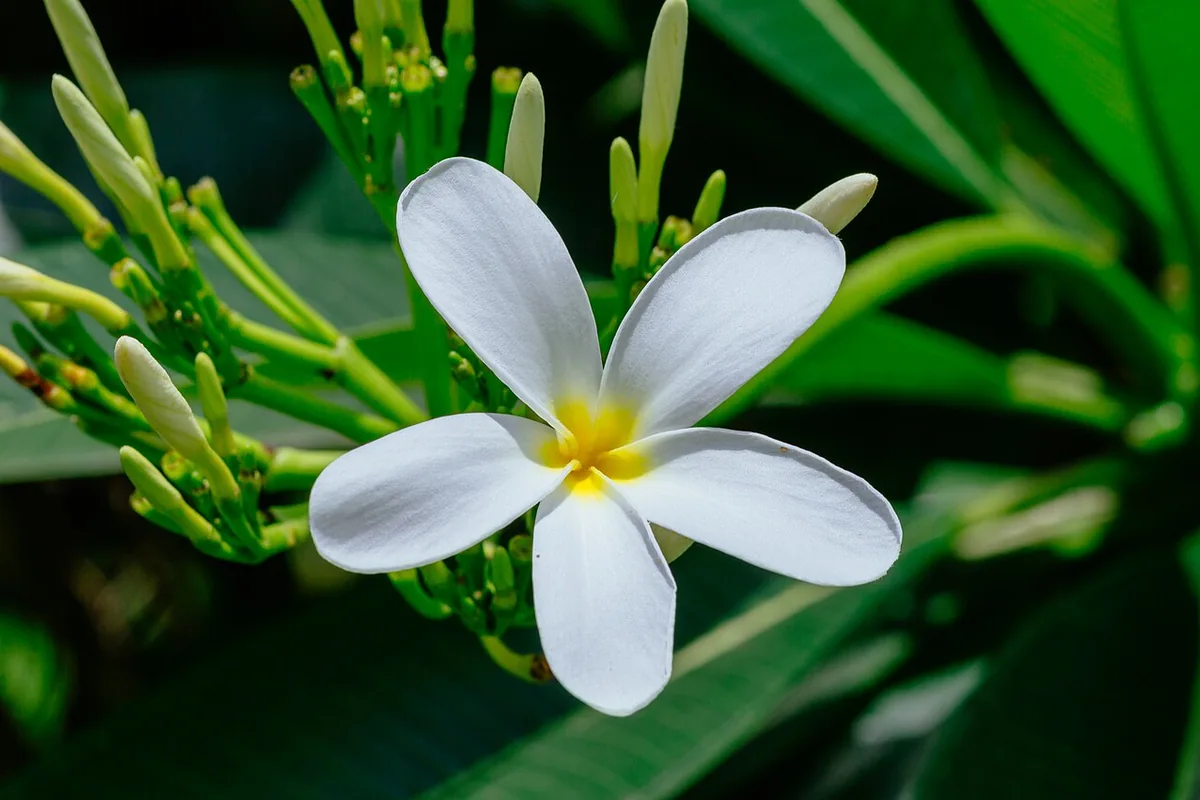 Singapore Frangipani (Plumeria obtusa) photographed in a real growing setting
