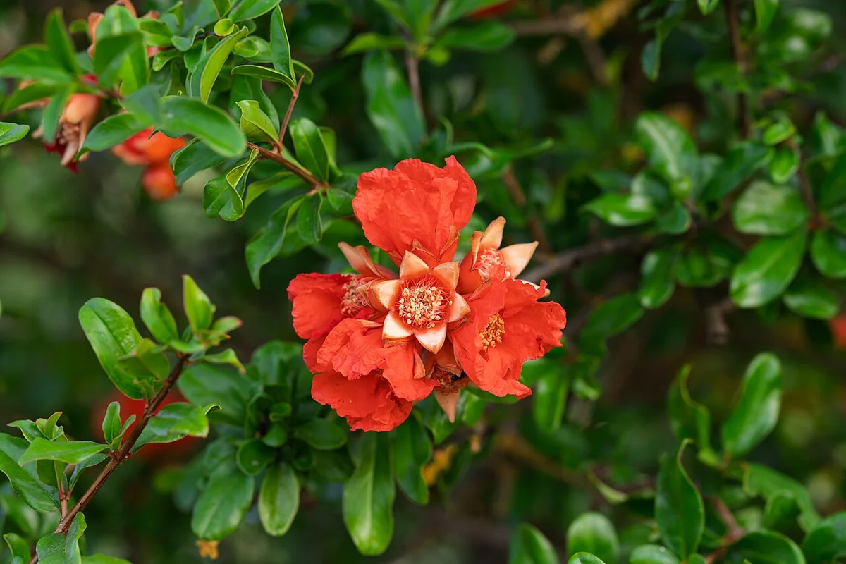 Pomegranate (Punica granatum) photographed in a real growing setting