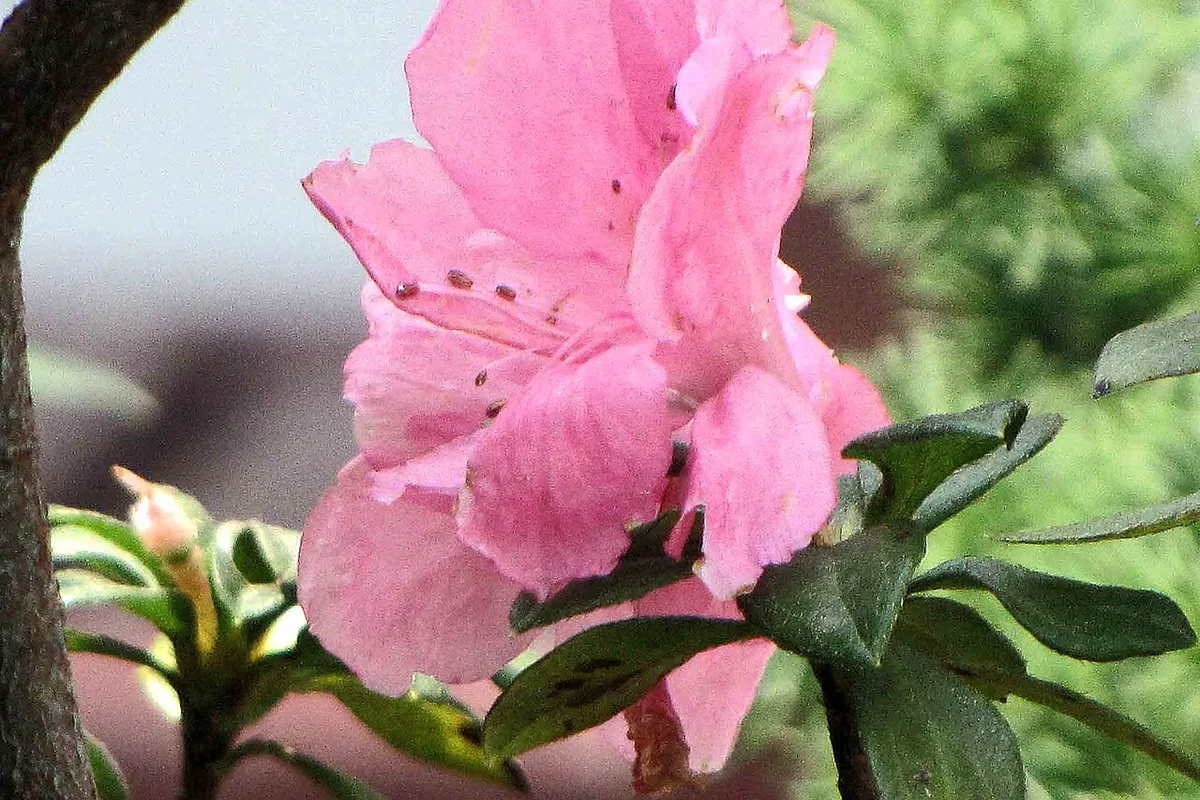 Satsuki Azalea (Rhododendron indicum) photographed in a real growing setting