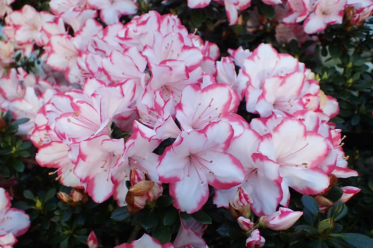 Indian Azalea (Rhododendron simsii) photographed in a real growing setting