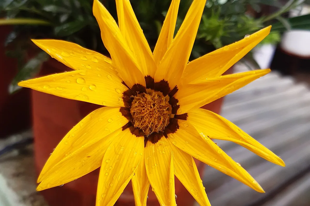 Black Eyed Susan (Rudbeckia hirta) photographed in a real growing setting