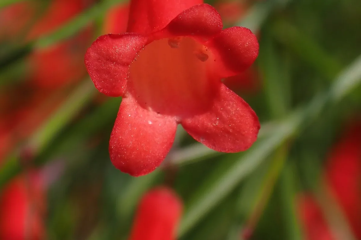 Firecracker Plant (Russelia equisetiformis) photographed in a real growing setting