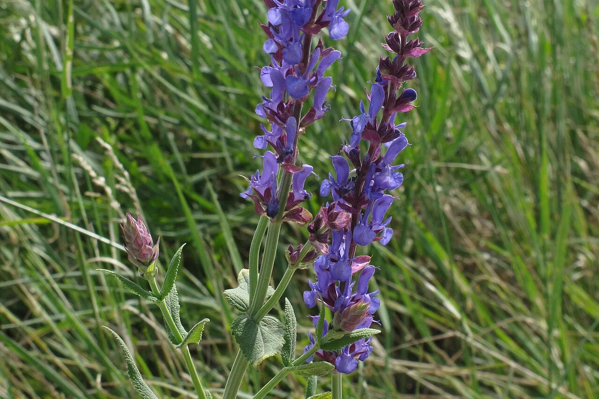 Woodland Sage (Salvia nemorosa) photographed in a real growing setting