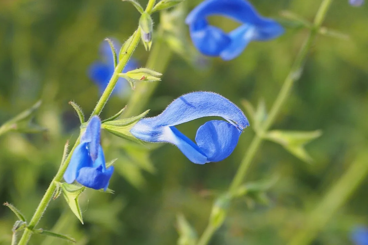 Gentian Sage (Salvia patens) photographed in a real growing setting