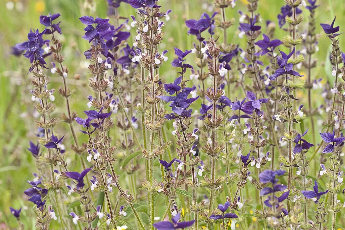 Painted Sage (Salvia viridis) photographed in a real growing setting
