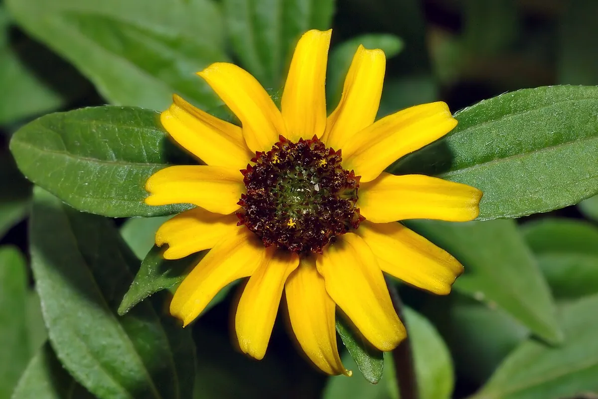 Creeping Zinnia (Sanvitalia procumbens) photographed in a real growing setting