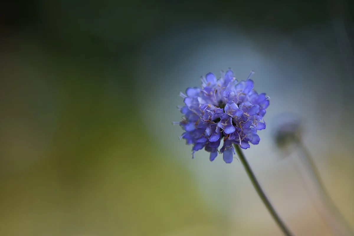 Small Scabious (Scabiosa columbaria) photographed in a real growing setting
