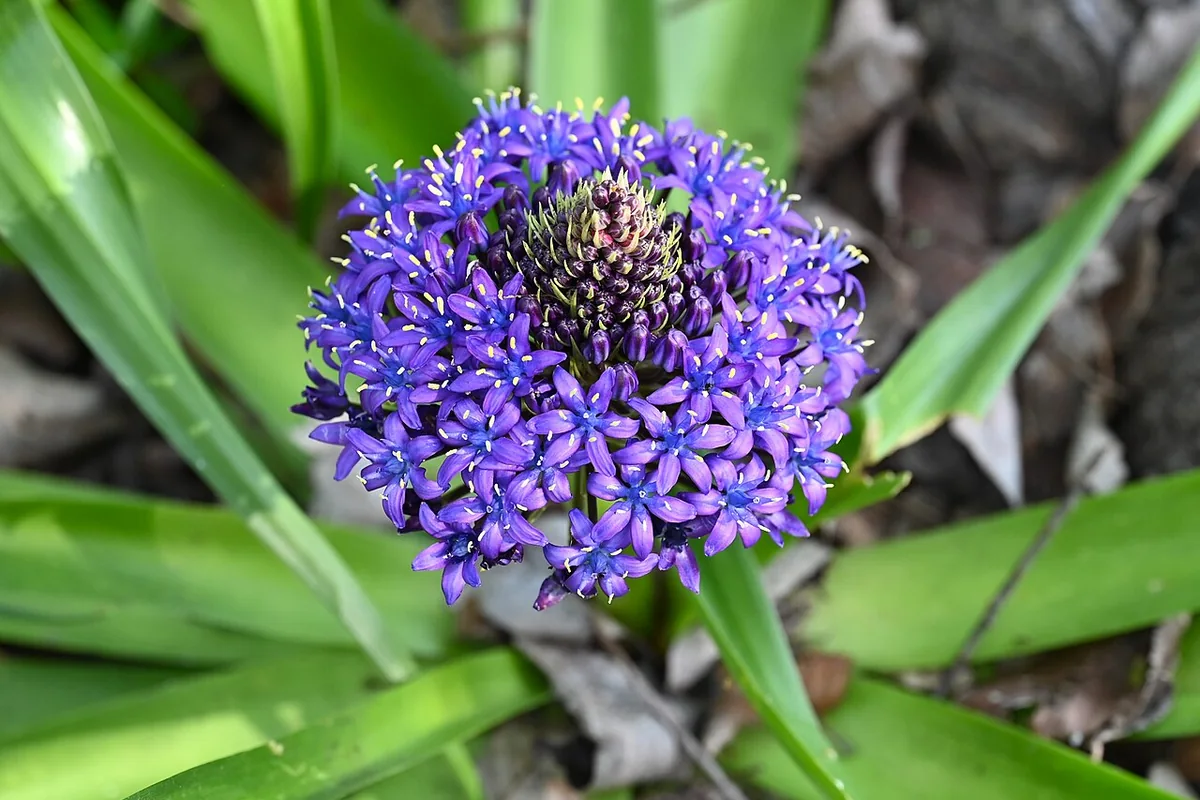 Portuguese Squill (Scilla peruviana) photographed in a real growing setting