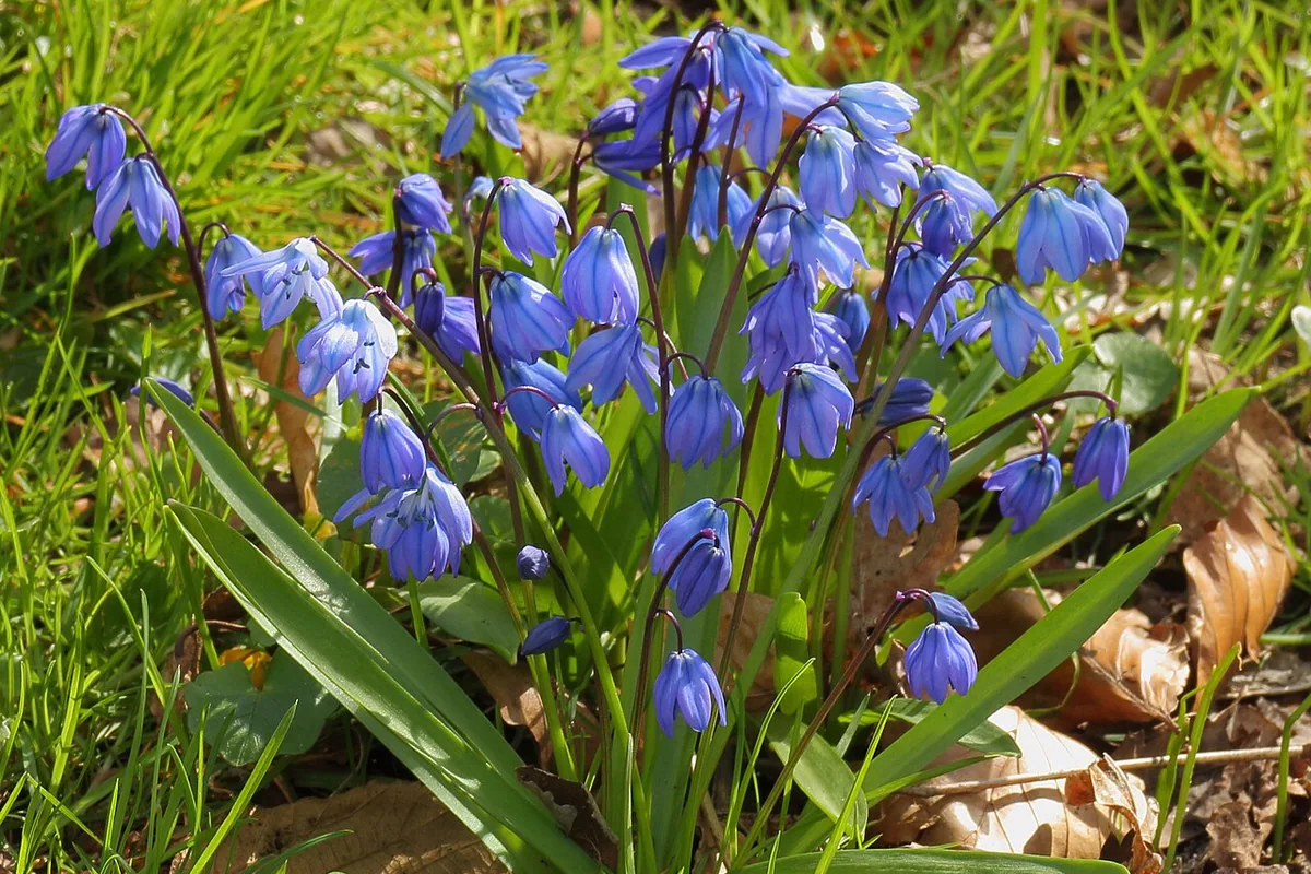 Siberian Squill (Scilla siberica) photographed in a real growing setting