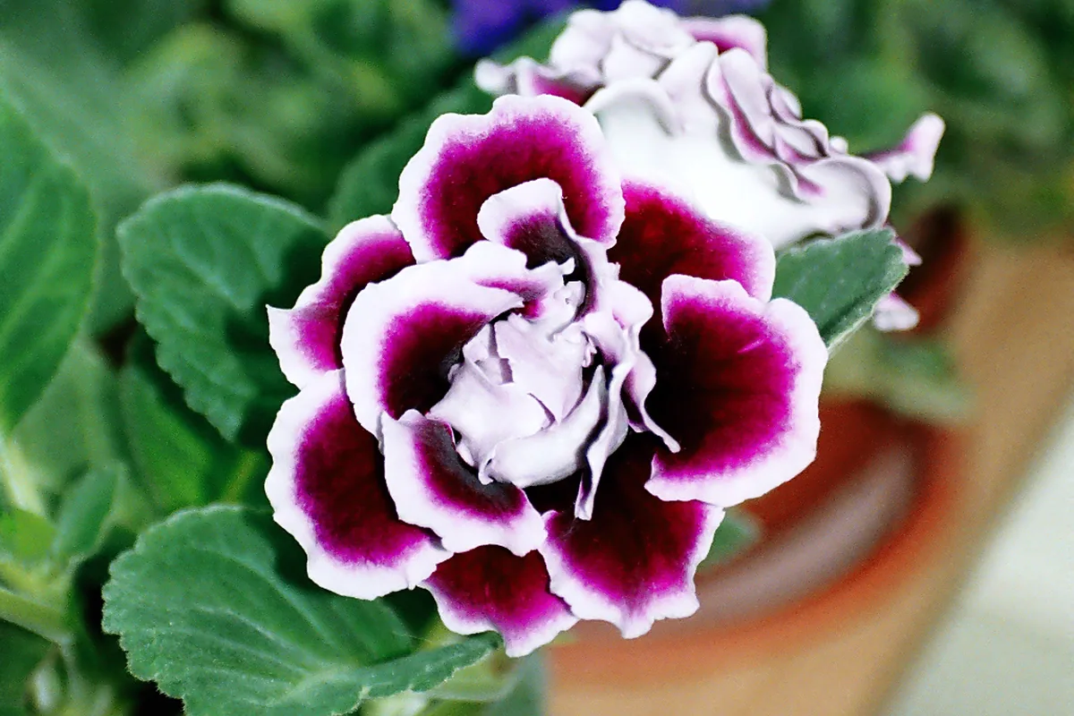 Florist Gloxinia (Sinningia speciosa) photographed in a real growing setting