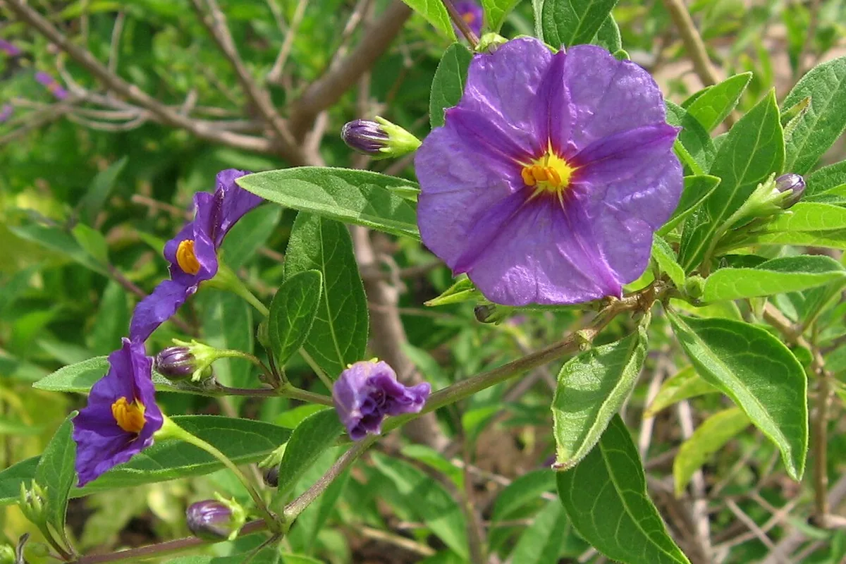 Blue Potato Bush (Solanum rantonnetii) photographed in a real growing setting