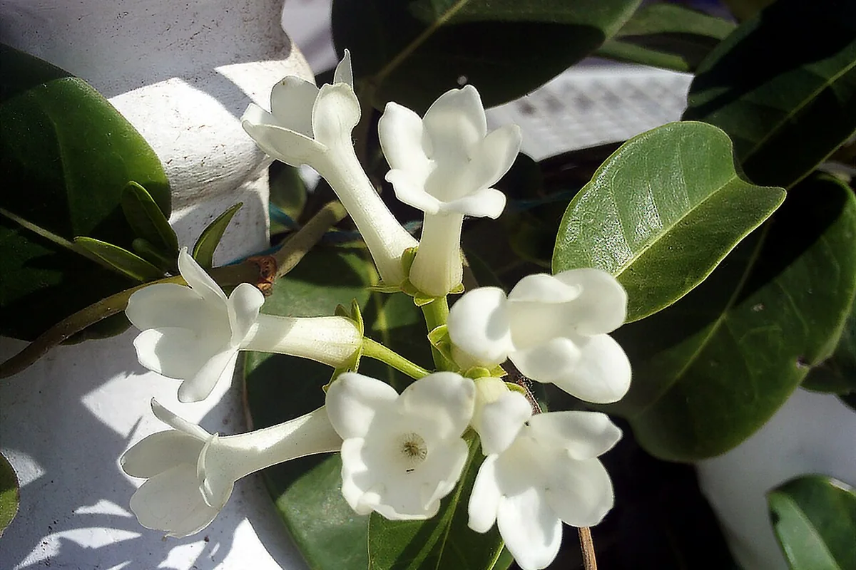 Madagascar Jasmine (Stephanotis floribunda) photographed in a real growing setting