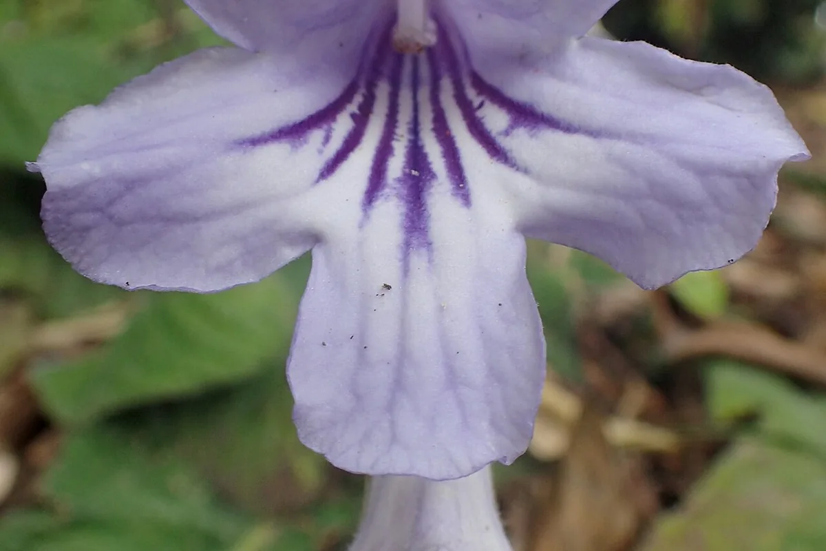 Cape Primrose (Streptocarpus rexii) photographed in a real growing setting