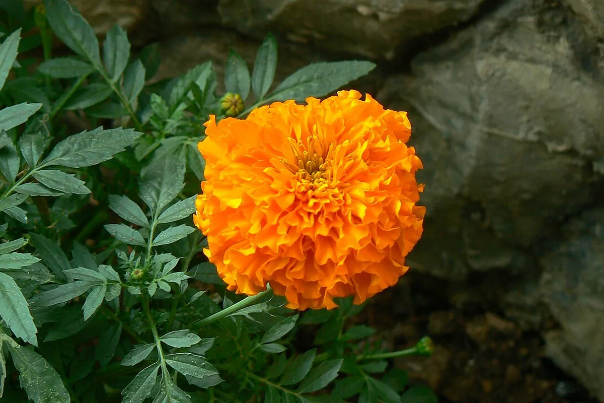 African Marigold (Tagetes erecta) photographed in a real growing setting