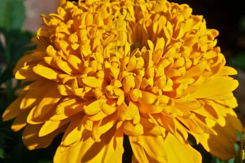 French Marigold (Tagetes patula) photographed in a real growing setting