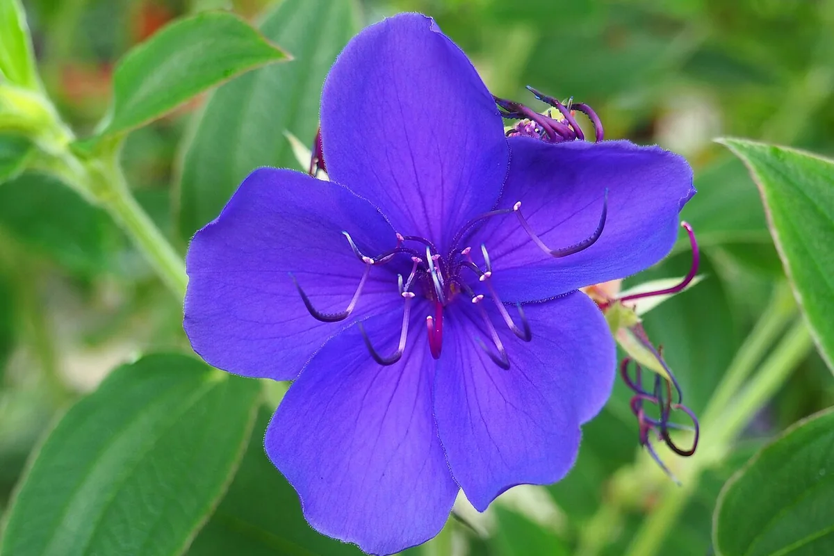 Princess Flower (Tibouchina urvilleana) photographed in a real growing setting