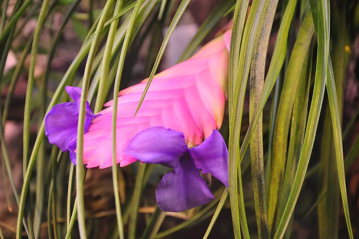 Pink Quill (Tillandsia cyanea) photographed in a real growing setting